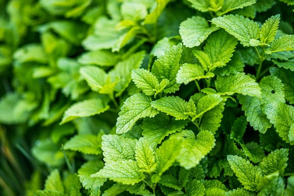 Lemon balm