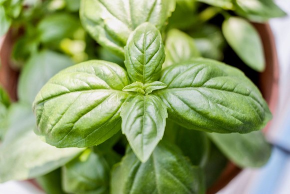 Potted-Basil
