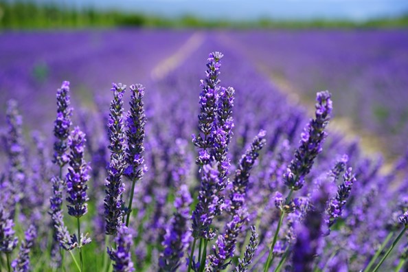 Lavenders in a field