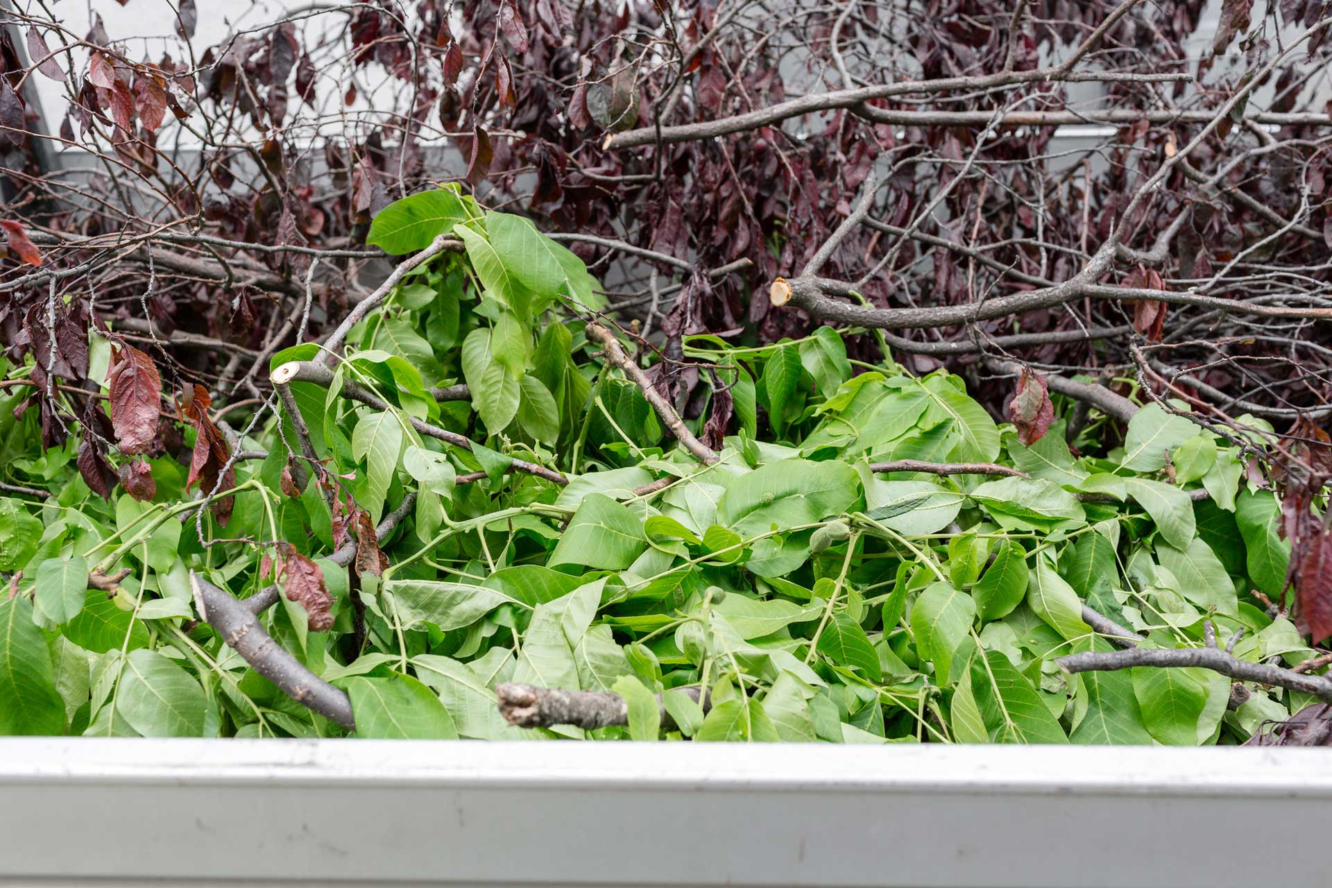 Dead-branches-yard-cleanup