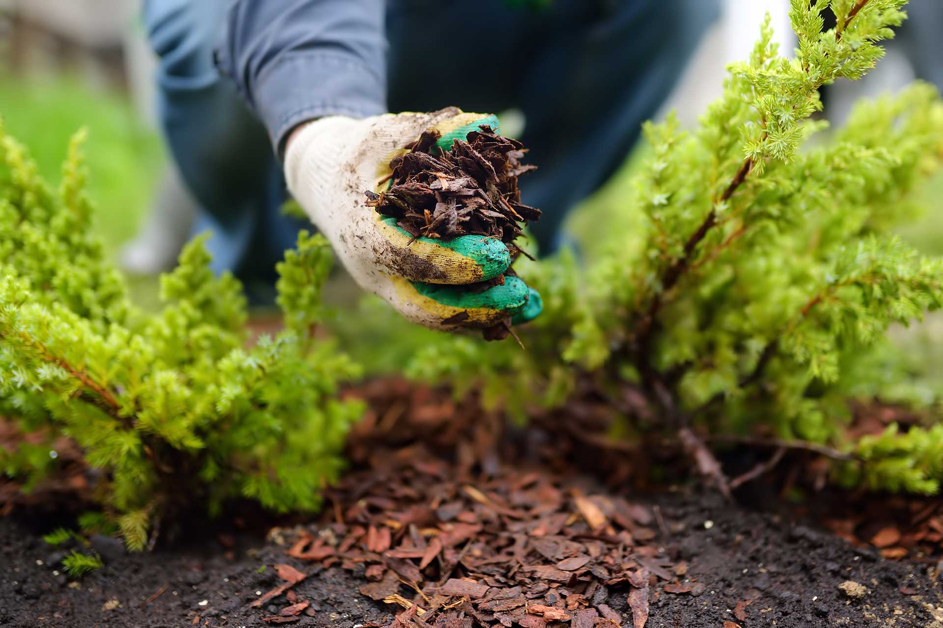 Mulching-yard