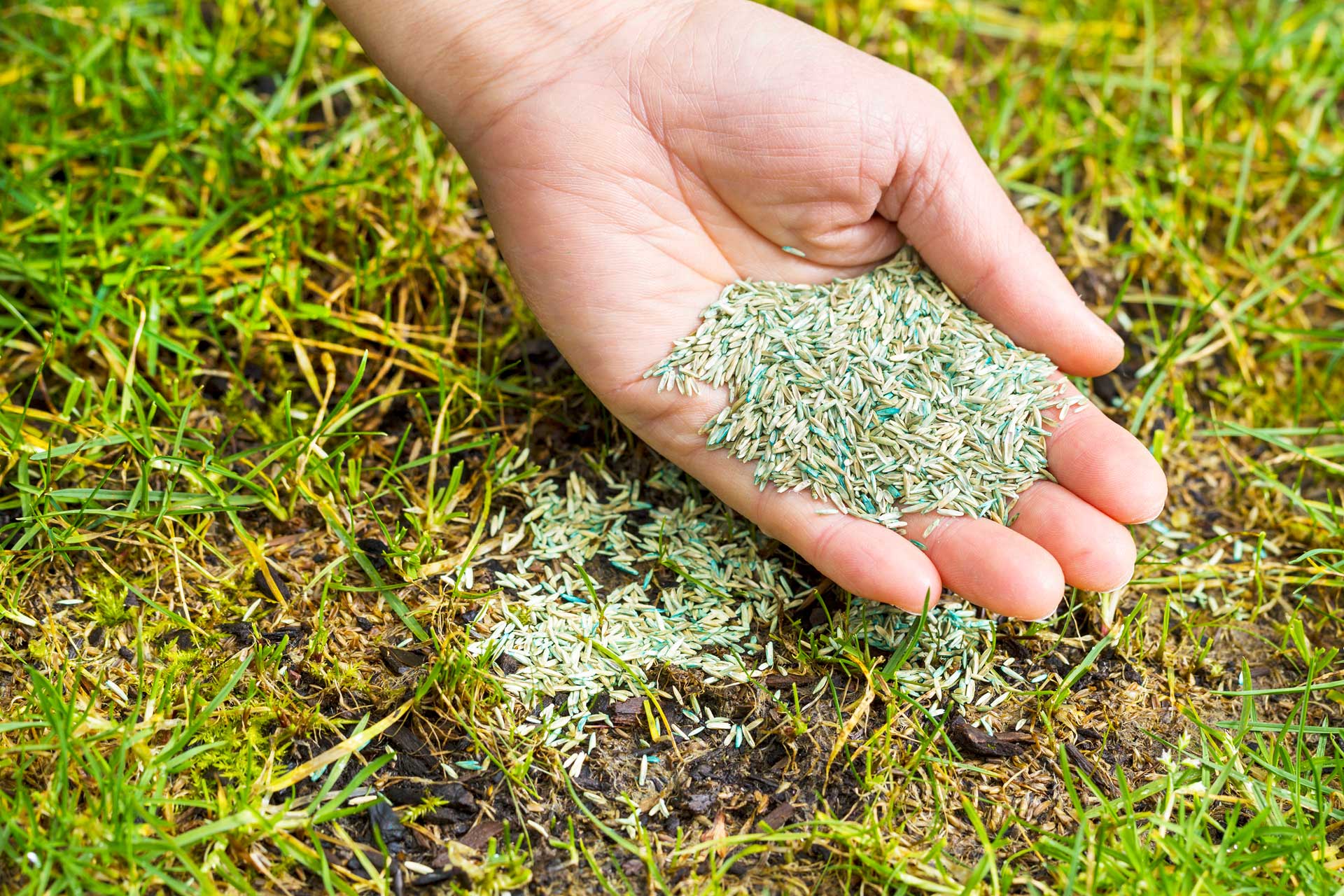 Planting-grass-seed