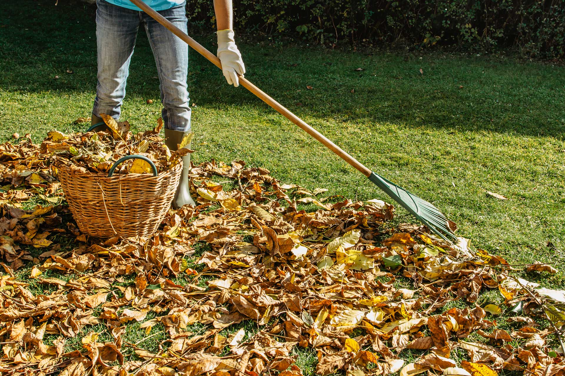 Raking-yard-cleanup