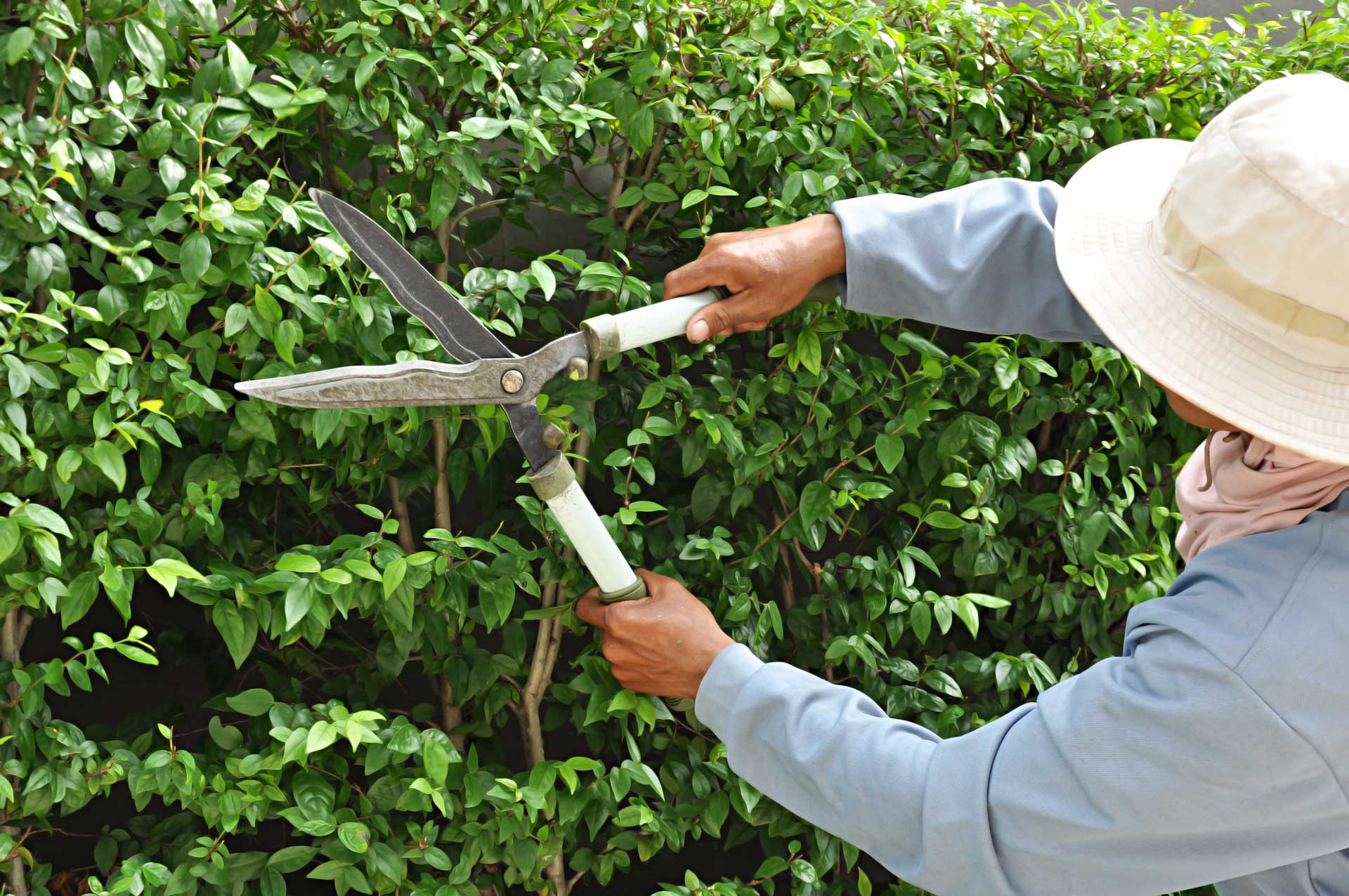 Yard-tree-trimming