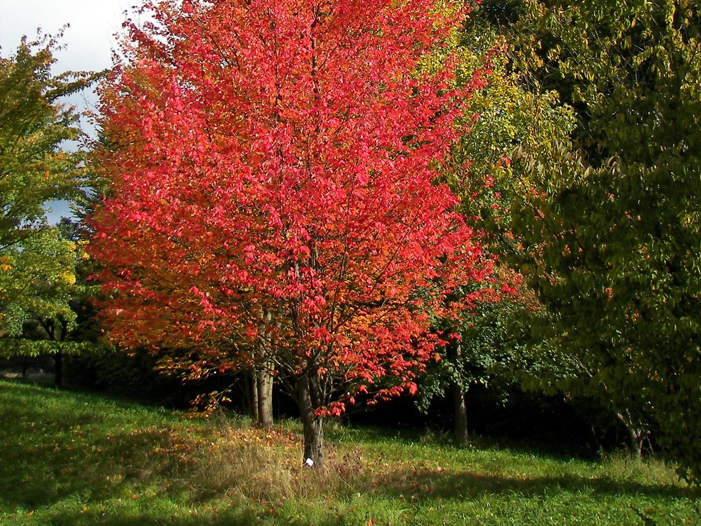 Common-trees-in-wisconsin