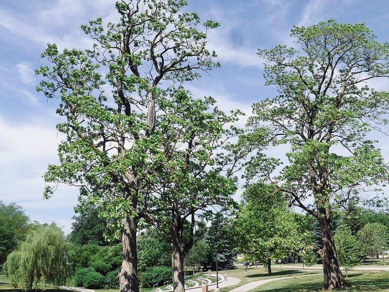 Shade-trees-wisconsin-yard