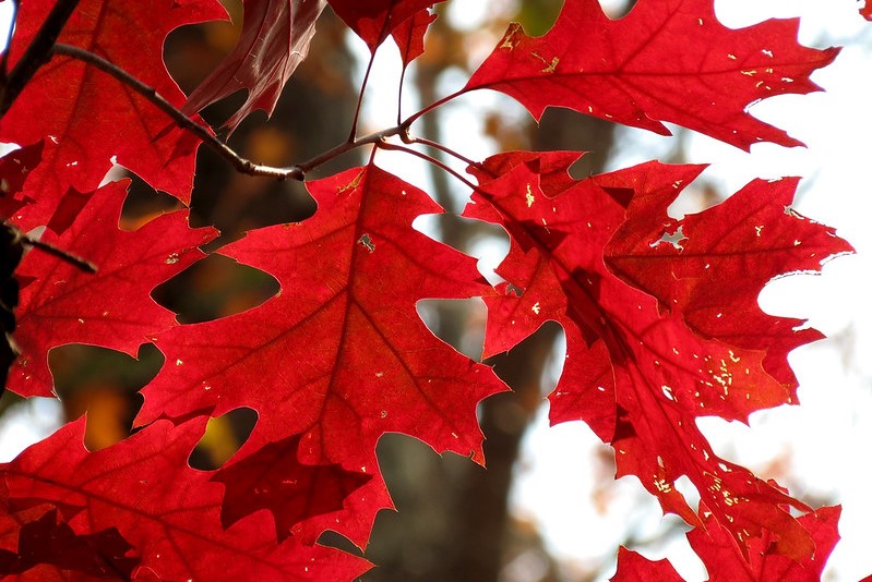 Top-10-shade-trees-wisconsin