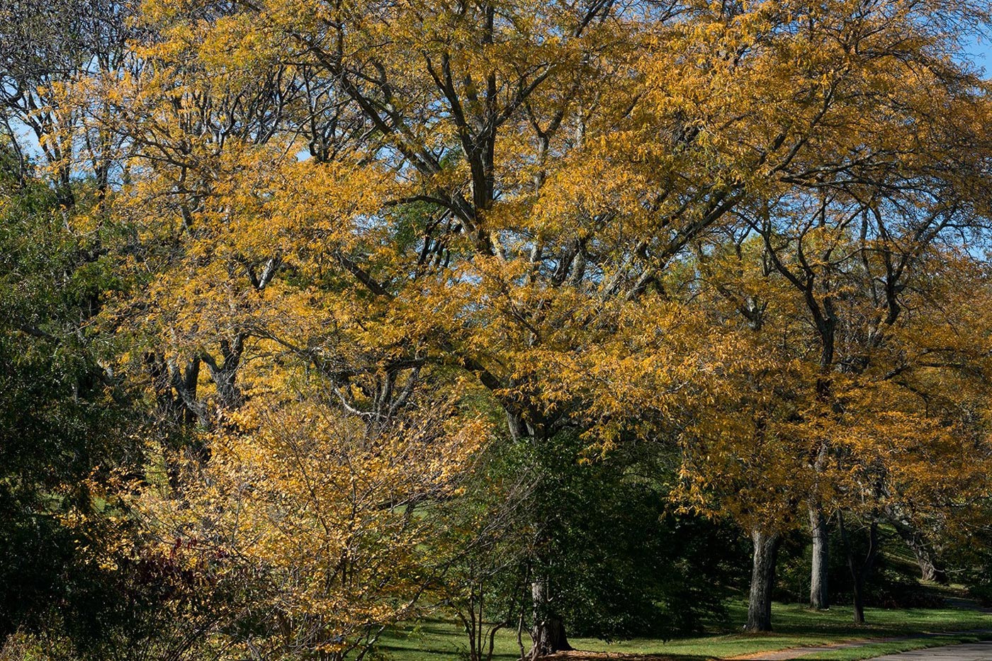 evergreen-shade-trees-wisconsin